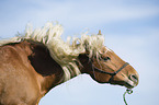 Haflinger horse gelding is shaking his head