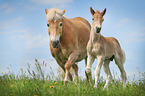 Haflinger horses