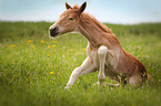 Haflinger horse foal