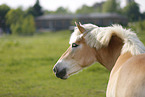 Haflinger Portrait