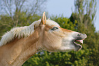 Haflinger Portrait