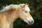 Haflinger Portrait