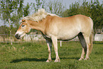 shaking Haflinger