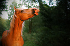 Haflinger portrait