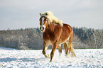 troting Haflinger horse