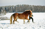 woman and Haflinger horse