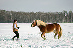 woman and Haflinger horse