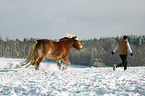 woman and Haflinger horse