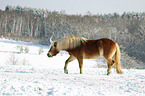 Haflinger horse