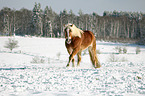 Haflinger horse