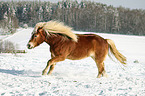 galloping Haflinger horse