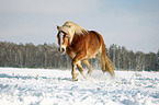 trotting Haflinger horse