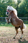 rising Haflinger horse