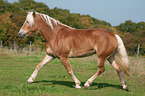 trotting Haflinger horse