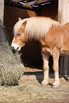 eating Haflinger horse