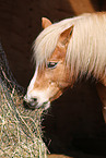 eating Haflinger horse