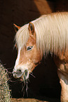 eating Haflinger horse