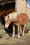 eating Haflinger horse