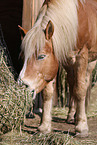 eating Haflinger horse