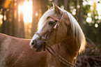 Haflinger Portrait