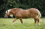 walking Haflinger