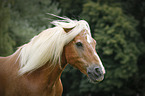 Haflinger Portrait