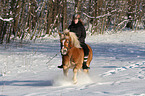 woman rides Haflinger