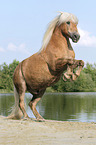 rising Haflinger horse