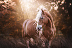 Haflinger horse portrait