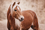 Haflinger horse portrait