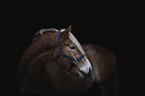 Haflinger horse portrait