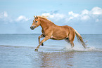 galloping Haflinger horse