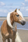 Haflinger portrait