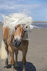 Haflinger at the Beach