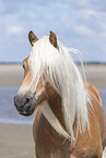 Haflinger portrait