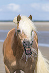 Haflinger portrait