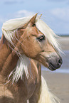 Haflinger portrait