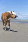 Haflinger at the Beach