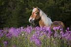 Haflinger Horse portrait