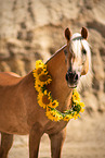 Haflinger