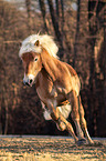 galloping Haflinger
