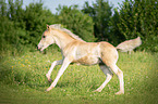 galloping Haflinger