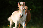 Haflinger