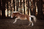 galloping Haflinger