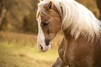 Haflinger