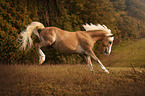 Haflinger