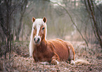 lying Haflinger