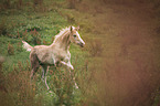 running Haflinger Horse foal