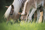 Haflinger Horse foal with mother