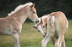 2 Haflinger Horse foals